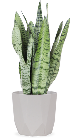 Sansevieria zeylanica (Bogenhanf) (S)