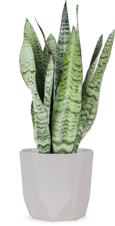 Sansevieria straight (Bogenhanf) kaufen