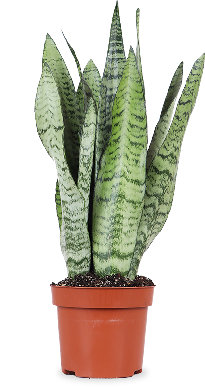Sansevieria zeylanica (Bogenhanf) (S)
