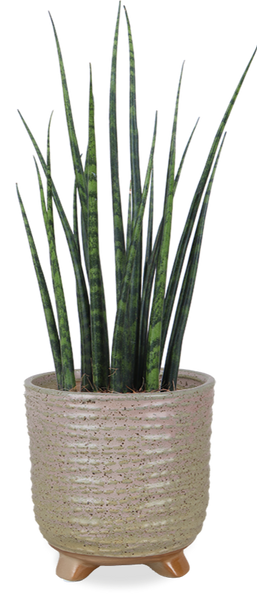 Sansevieria fernwood mikado (Bogenhanf) (XS) kaufen