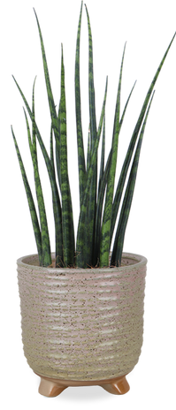 Sansevieria fernwood mikado (Bogenhanf) (S)