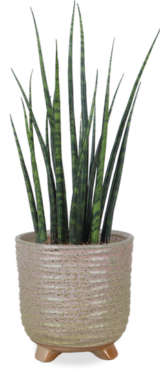 bogenhanf hornbach Sansevieria straight (Bogenhanf) kaufen