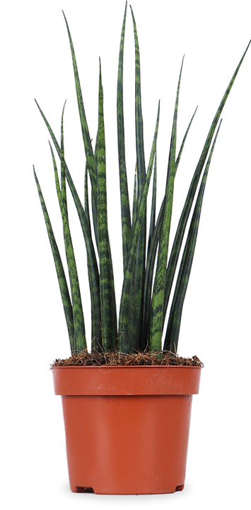 Sansevieria fernwood mikado (Bogenhanf) (S)