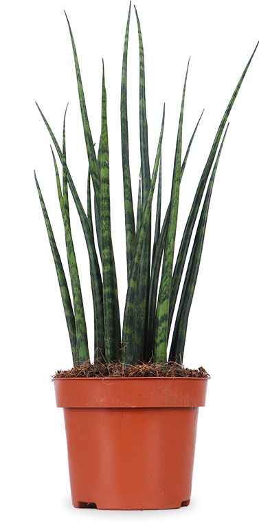sansevieria online kaufen Sansevieria fernwood mikado (Bogenhanf) (XS) kaufen