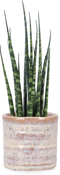 Sansevieria fernwood mikado (Bogenhanf) (XS)