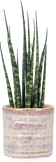 Sansevieria fernwood mikado (Bogenhanf) (XS)