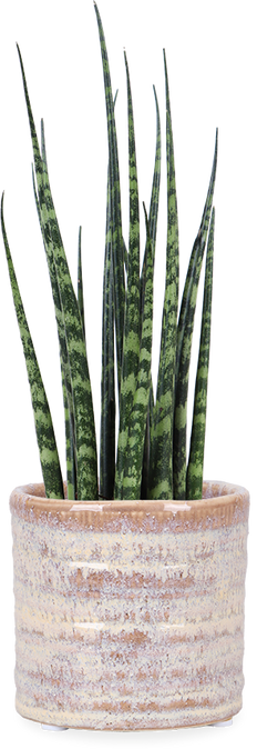 Sansevieria fernwood mikado (Bogenhanf) (XS)