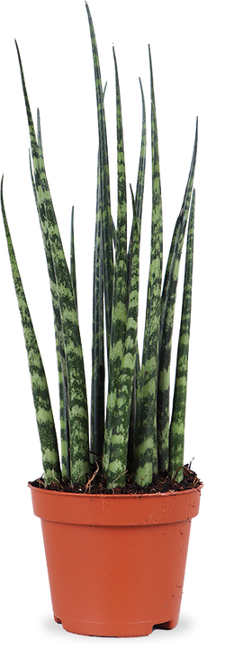 Sansevieria fernwood mikado (Bogenhanf) (XS)