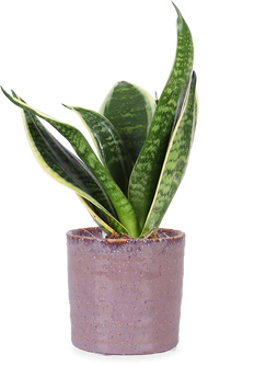 Sansevieria laurentii (Bogenhanf) (XS)