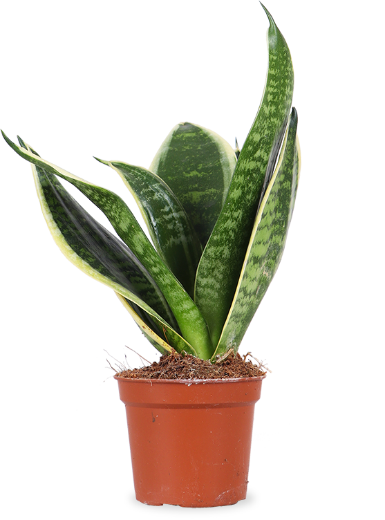 bogenhanf name Sansevieria laurentii (Bogenhanf) (XS)