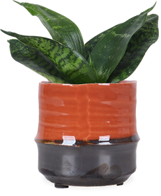Sansevieria hahnii black (Bogenhanf) (XS)