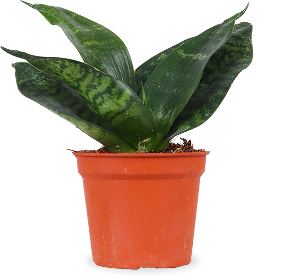 Sansevieria hahnii black (Bogenhanf) (XS)