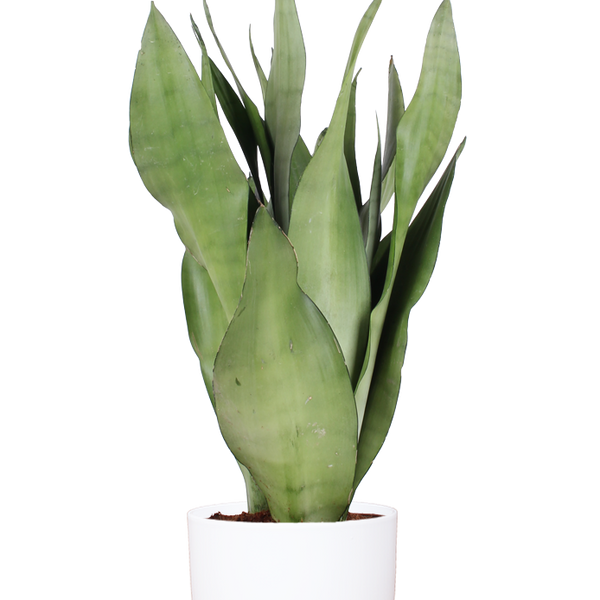 Sansevieria Moonshine (Bogenhanf) (M) kaufen? | Remus