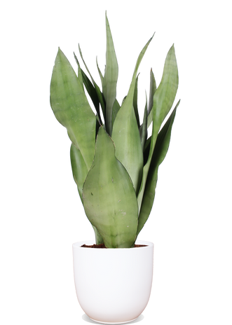 Sansevieria moonshine (Bogenhanf) (S)