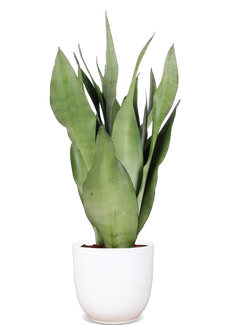 Sansevieria moonshine (Bogenhanf) (S)