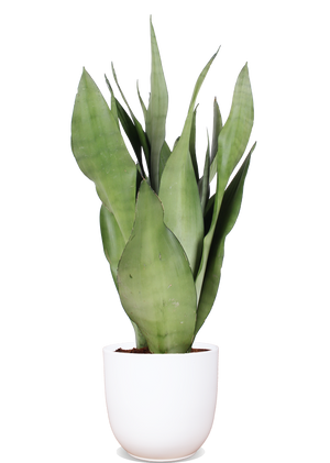 Sansevieria Moonshine (Bogenhanf) (M) kaufen? | Remus