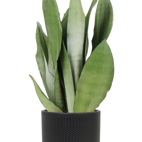Sansevieria Moonshine (Bogenhanf) (M) kaufen? | Remus
