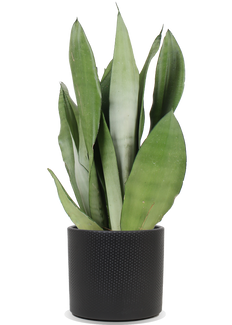Sansevieria moonshine (Bogenhanf) (M)