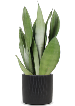 bogenhanf moonshine Sansevieria Moonshine (Bogenhanf) (M) kaufen? | Remus