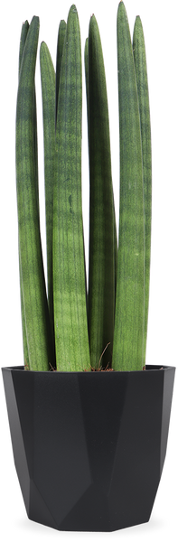 Sansevieria straight (Bogenhanf) kaufen