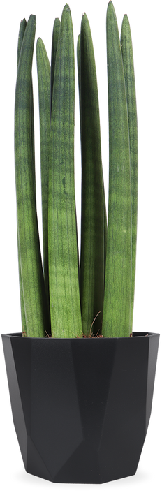 Sansevieria straight (Bogenhanf) (S)