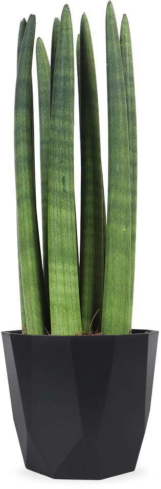Sansevieria straight (Bogenhanf) (S)