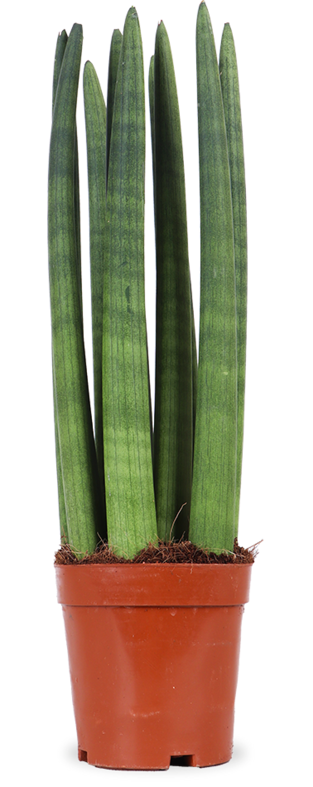 Sansevieria straight (Bogenhanf) kaufen