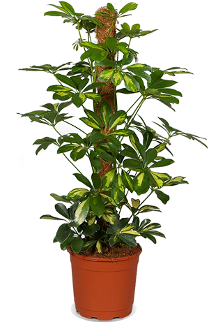 Schefflera gold capella (Strahlenaralie) kaufen? | Chef