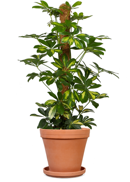 Schefflera gold capella (Strahlenaralie) kaufen? | Chef
