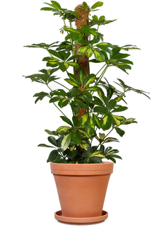Schefflera gold capella (Strahlenaralie)