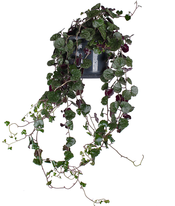 Senecio mikanoides (Sommerefeu)