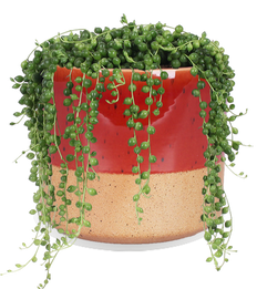Senecio rowleyanus (Erbsenpflanze) (S)