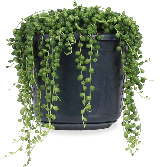 Senecio rowleyanus (Erbsenpflanze) (S)