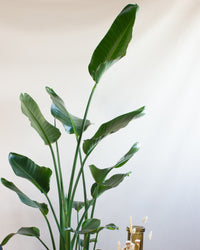 inspiratie-4