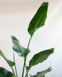 inspiratie-5