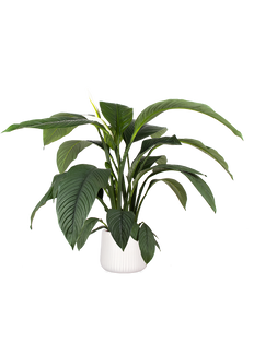 Spathiphyllum sensation (Einblatt) (L)