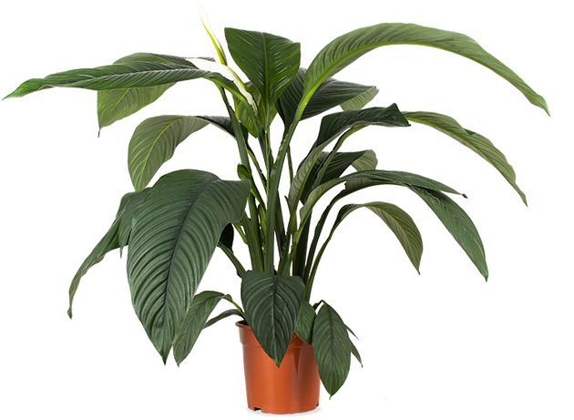 spathiphyllum zimmerpflanze Spathiphyllum (Einblatt) (M) kaufen | Lilly
