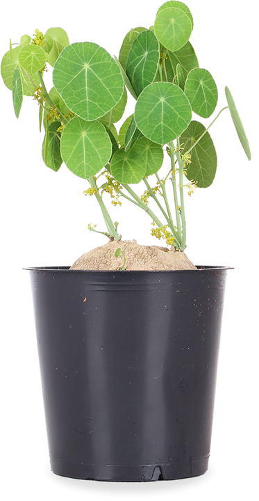 Stephania erecta (Mondsamenpflanze)