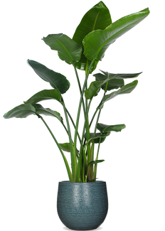 Strelitzia nicolai (Paradiesvogelblume) (XL)