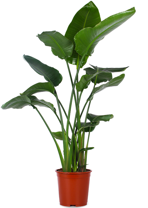 Strelitzia nicolai (Paradiesvogelblume) (XL)