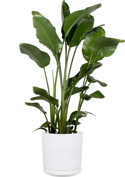 Strelitzia nicolai (Paradiesvogelblume) XL | Plantsome