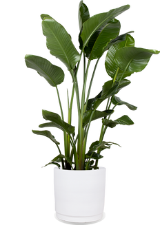 Strelitzia nicolai (Paradiesvogelblume) (XL)