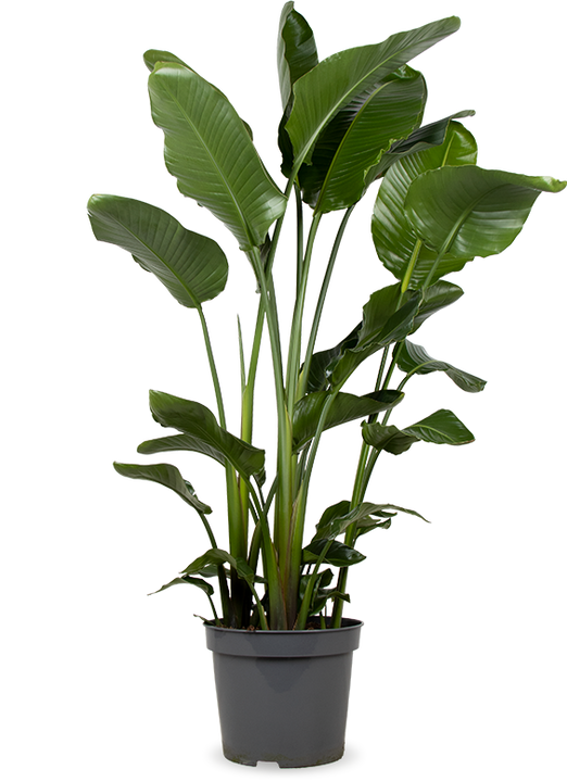 Strelitzia nicolai (Paradiesvogelblume) (XL)