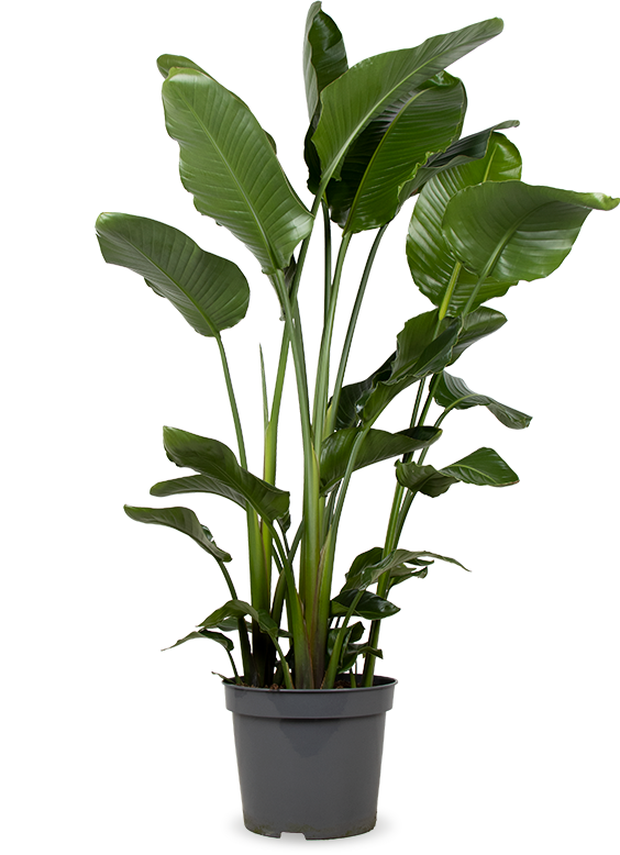 Strelitzia nicolai (Paradiesvogelblume) XL