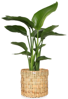 Strelitzia nicolai (Paradiesvogelblume) (M)