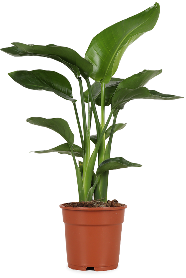 strelitzia nicolai wachstum pro jahr Strelitzia nicolai (Paradiesvogelblume) (M)