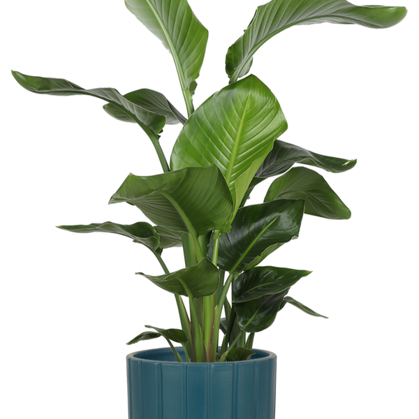 Strelitzia nicolai (Paradiesvogelblume) (L)