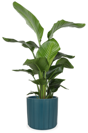 Zimmerpflanzen groe Bltter | Plantsome
