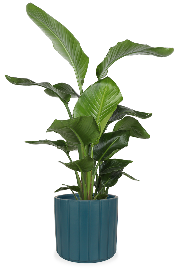 Strelitzia nicolai (Paradiesvogelblume) (L) | Plantsome