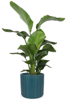 Strelitzia nicolai (Paradiesvogelblume) (L)